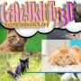 Crazy Kitty 3D will make you think again. In this world, cats assume the role of warriors, with a series of wacky physics maps serving as the battlefield, where every jump, fall, or collision has the potential to end the game.