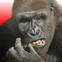 Flying Gorilla 3D is a fun and colorful arcade game where you play as a flying gorilla who is flying through the sky to collect as many bananas as possible. The game offers a light, stress-free but extremely addictive entertainment experience.